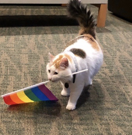 💛Koi🤍 (@playboikitty__) on Twitter photo 