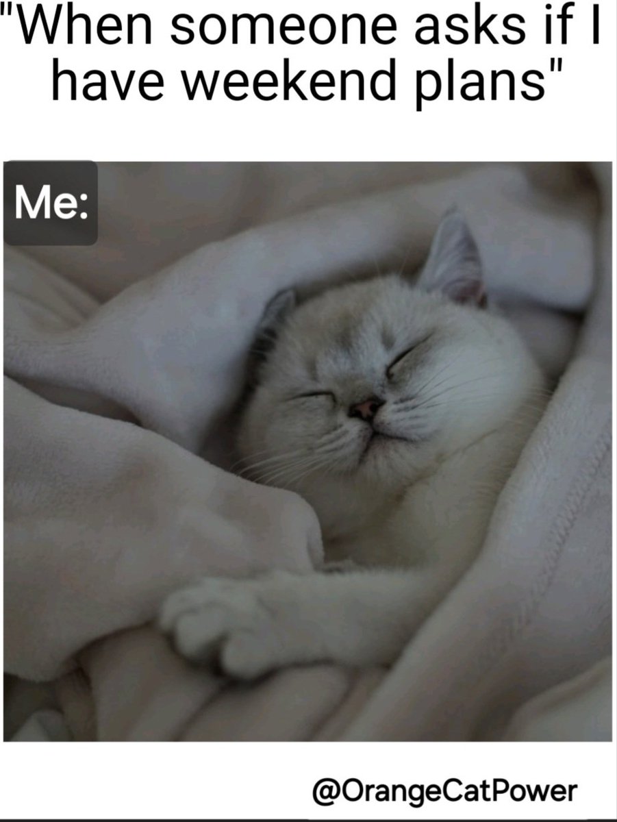 OrangeCatPower's tweet photo. Exactly 🤣 💯 

#CatsOfX #Caturday #WeekendKaVaar @OrangeCatPower @X #SaturdayMood https://t.co/fFKv1D1J6N