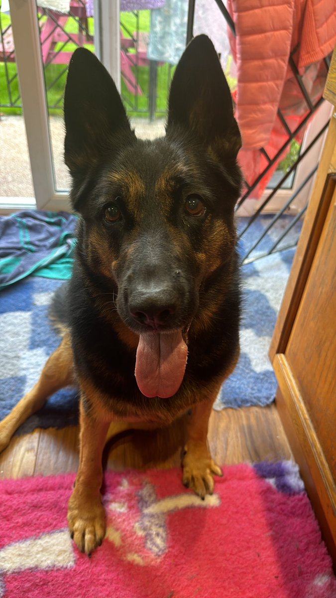 Mum says I’m so cute  🥰💙🐾