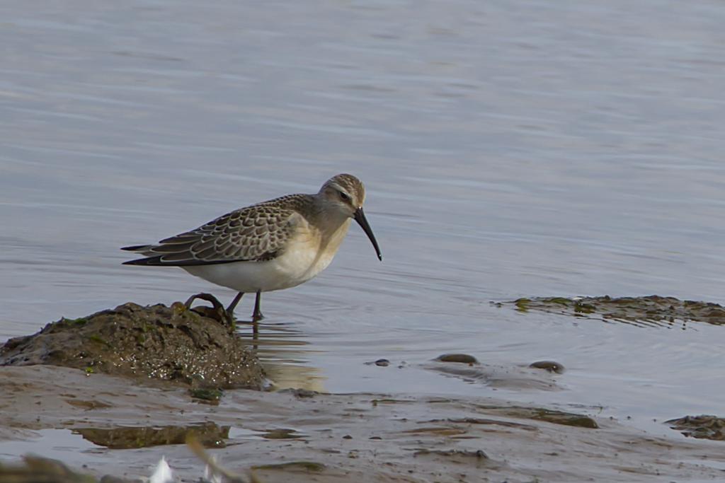 Andybirding tweet media