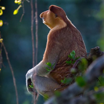 Beter Perger tweet media