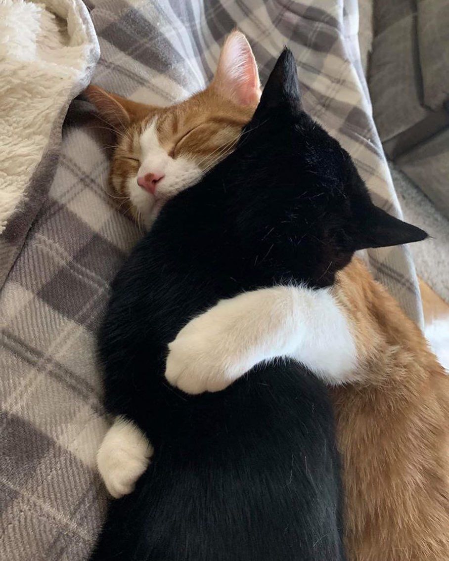 You’re my meow meow