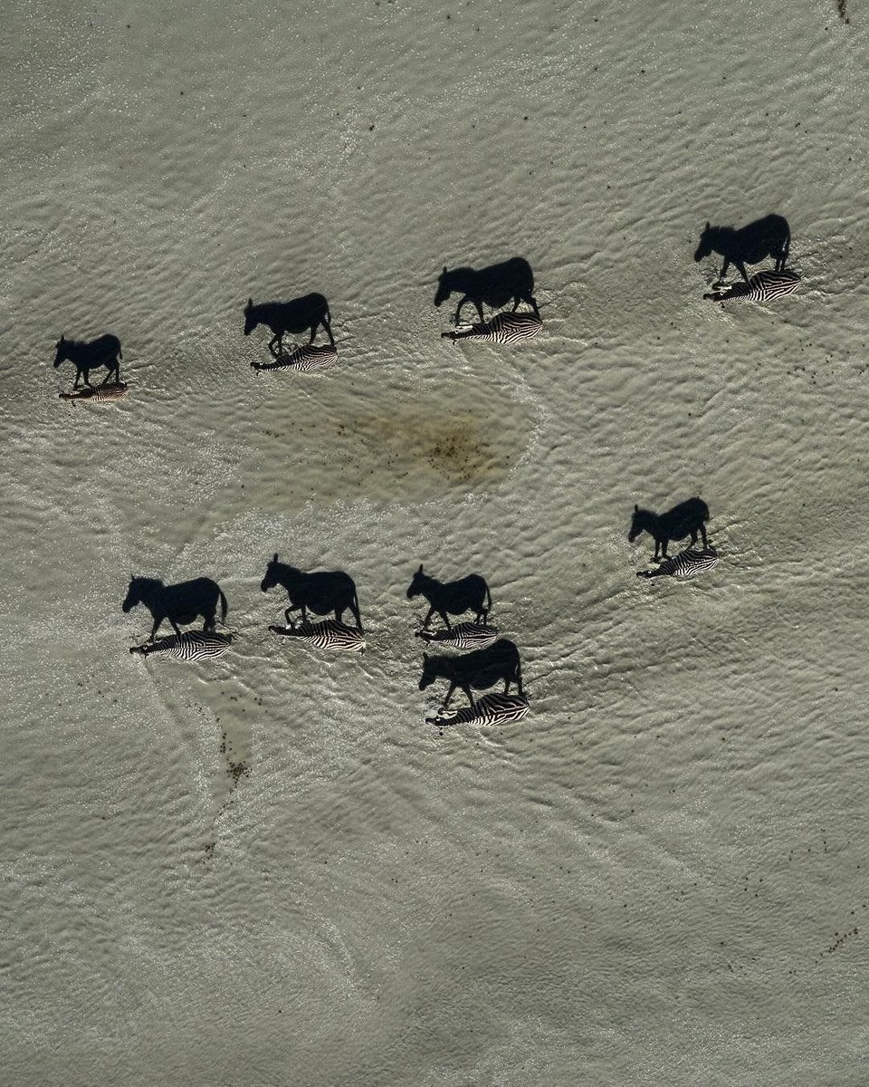 Black images are shadows of zebras. Zoom in and you will see zebras. Beverly Joubert, 2018.