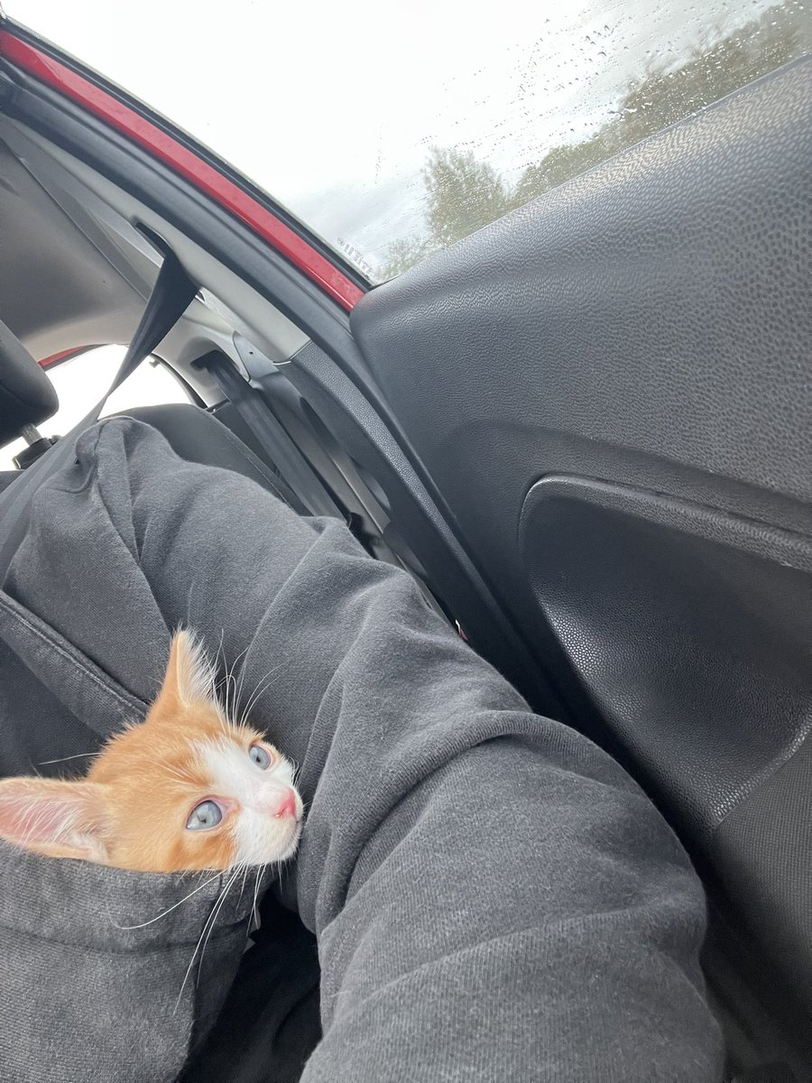 ThatSadBrit's tweet image. Everyone meet beans 🧡