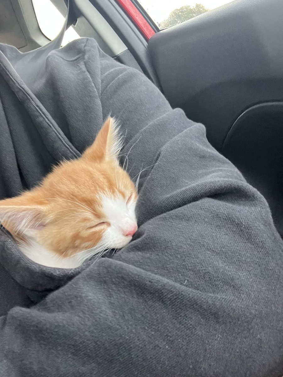 ThatSadBrit's tweet image. Everyone meet beans 🧡