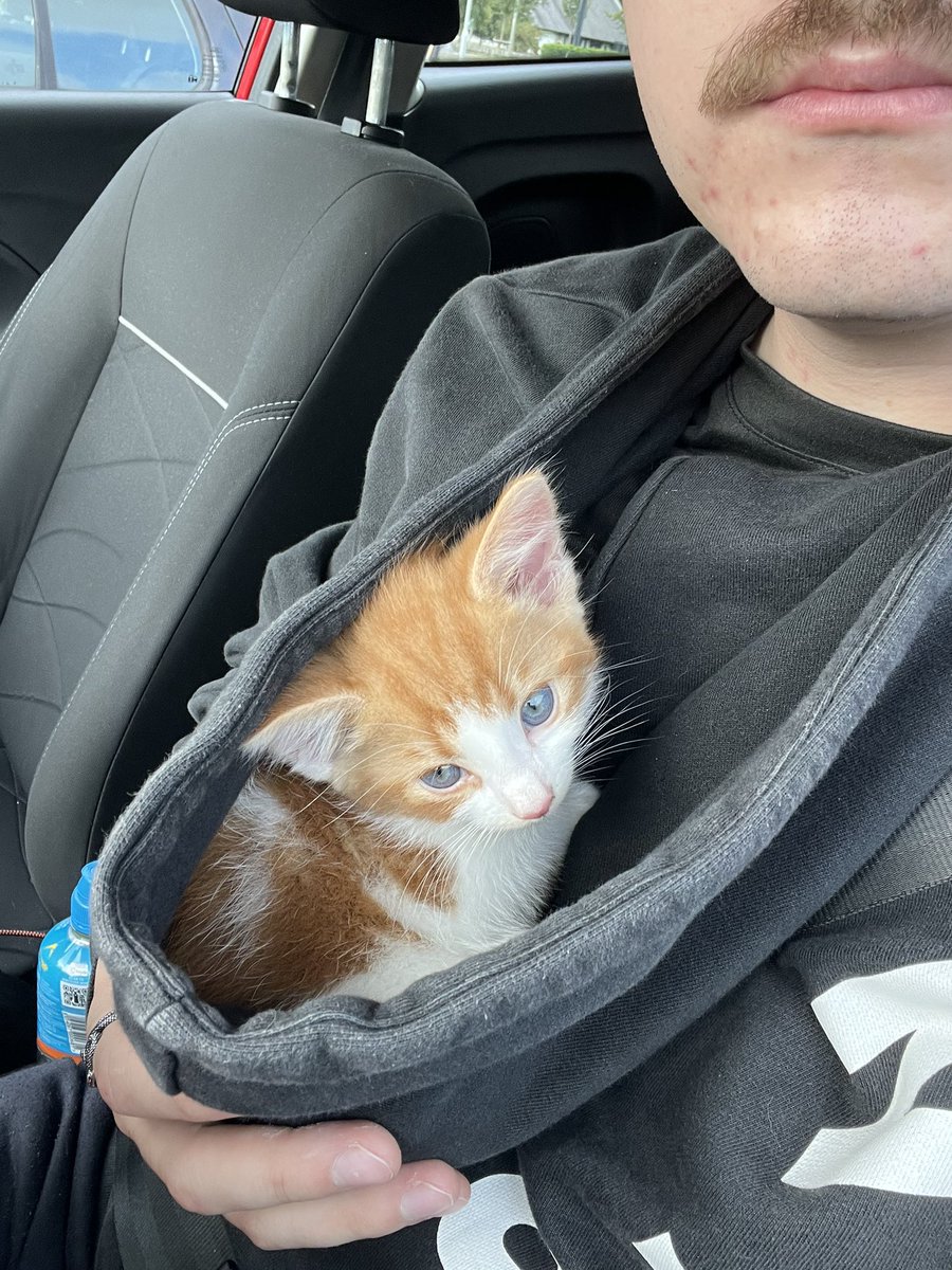 ThatSadBrit's tweet image. Everyone meet beans 🧡