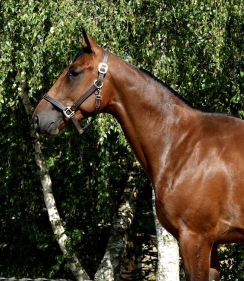 #KrackTimeAtout won the Criterium Des 5 Ans in Vincennes 🏆🇨🇵 1.11.8-2850 m