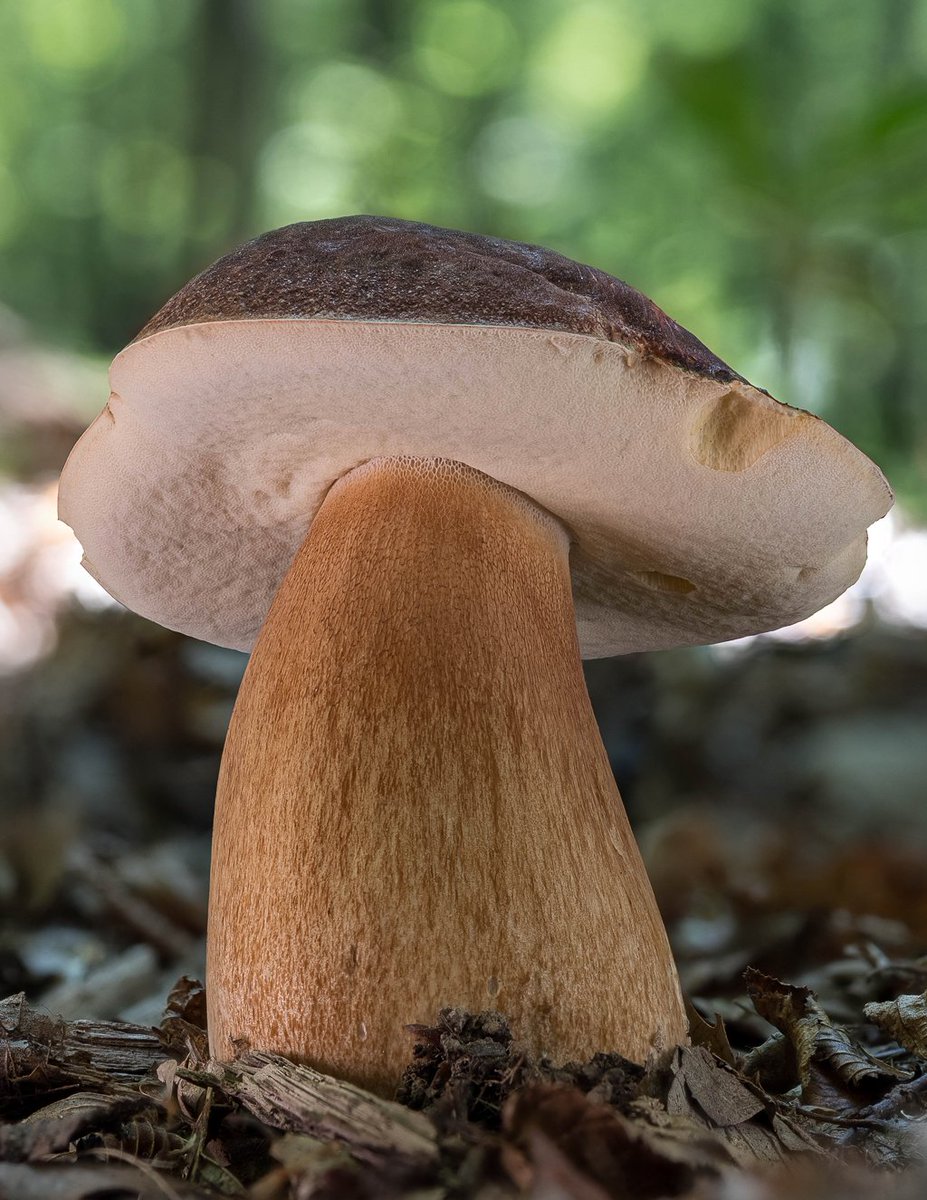 LukesMushrooms's tweet image. Alphabetically, this is the first Boletus in my list 😁 A recent find from warm oak forests 🌳🌞🍄
🌍 Boletus aereus
🇬🇧 Dark cep
🇩🇪 Bronze-Röhrling
🇨🇿 Hřib bronzový
🇸🇰 Hríb bronzový
🇵🇱 Borowik ciemnobrązowy
#mushrooms
#mushroomhunting #boletus