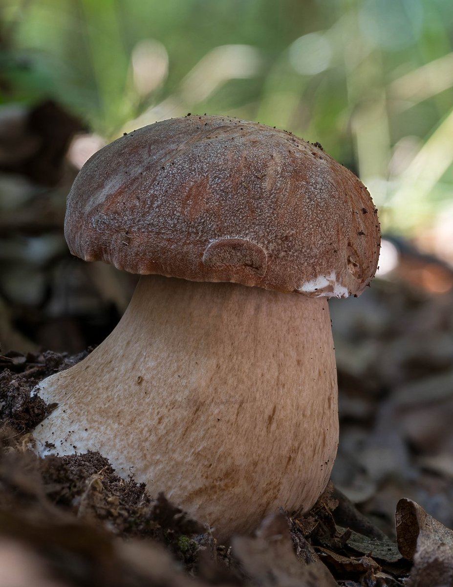 LukesMushrooms's tweet image. Alphabetically, this is the first Boletus in my list 😁 A recent find from warm oak forests 🌳🌞🍄
🌍 Boletus aereus
🇬🇧 Dark cep
🇩🇪 Bronze-Röhrling
🇨🇿 Hřib bronzový
🇸🇰 Hríb bronzový
🇵🇱 Borowik ciemnobrązowy
#mushrooms
#mushroomhunting #boletus