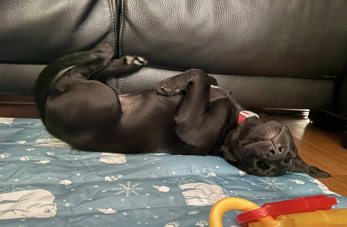 HearingDogs's tweet image. Brilliant news for Brook, who&apos;s passed the first stage of her training - the Puppy 1 Star ⭐

Brook has done a brilliant job learning her basic cues in between all the napping, and will start working on her recall and impulse control in the next stage.

Well done Team Brook 🎉