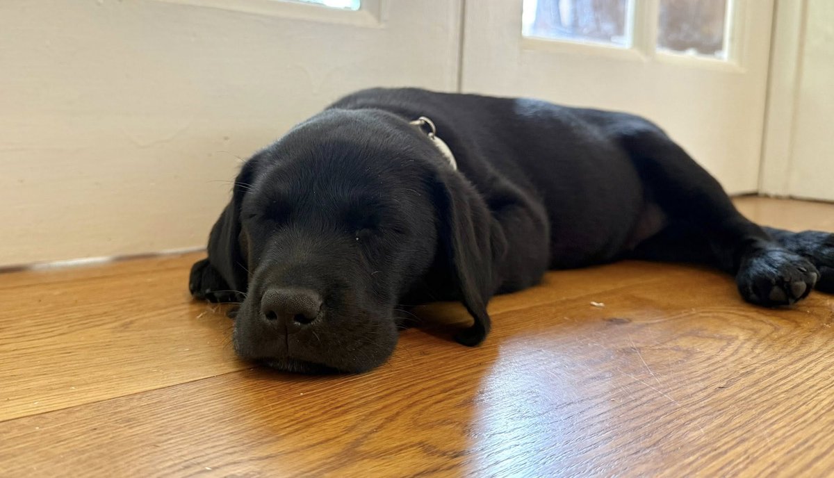 HearingDogs's tweet image. Brilliant news for Brook, who&apos;s passed the first stage of her training - the Puppy 1 Star ⭐

Brook has done a brilliant job learning her basic cues in between all the napping, and will start working on her recall and impulse control in the next stage.

Well done Team Brook 🎉