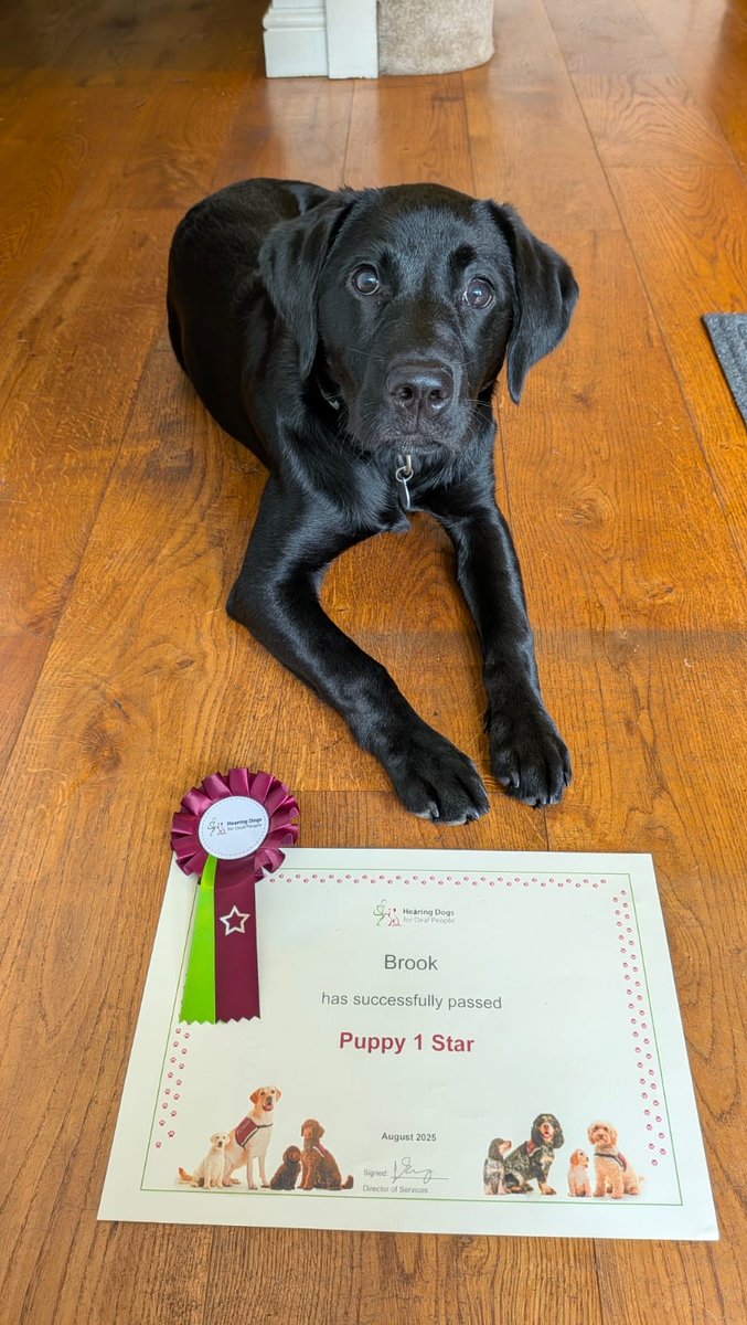 HearingDogs's tweet image. Brilliant news for Brook, who&apos;s passed the first stage of her training - the Puppy 1 Star ⭐

Brook has done a brilliant job learning her basic cues in between all the napping, and will start working on her recall and impulse control in the next stage.

Well done Team Brook 🎉