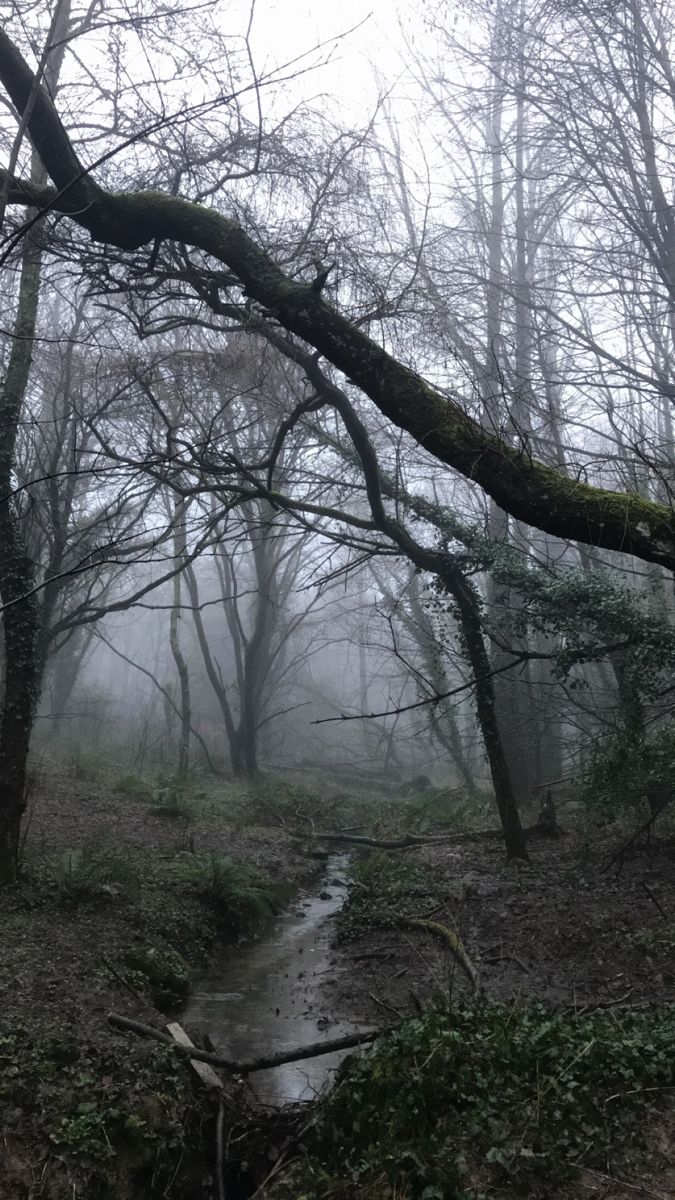 elemmiressoul's tweet image. misty forest.🩶