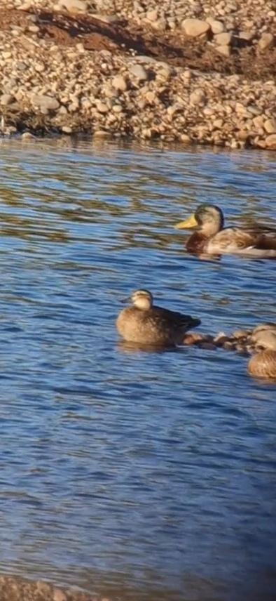 Whitemoor Haye - Garganey still.Also Greenshank,  2 Green Sandpiper <a href="/Staffsbirdnews/">Staffs Bird News</a> <a href="/BirderAlrewas/">alrewas birder</a>