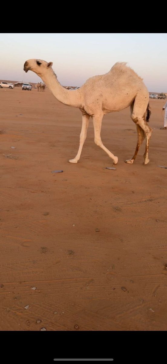 فارس سعود ابن صحران tweet media