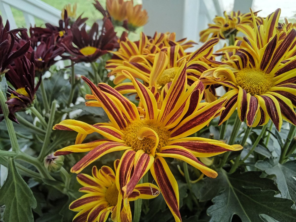 Solstice Bounty tweet media