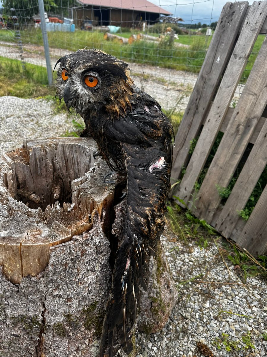 Ein Bad hat noch niemandem geschadet.
Auch wenn er es wohl gerade anders sieht.