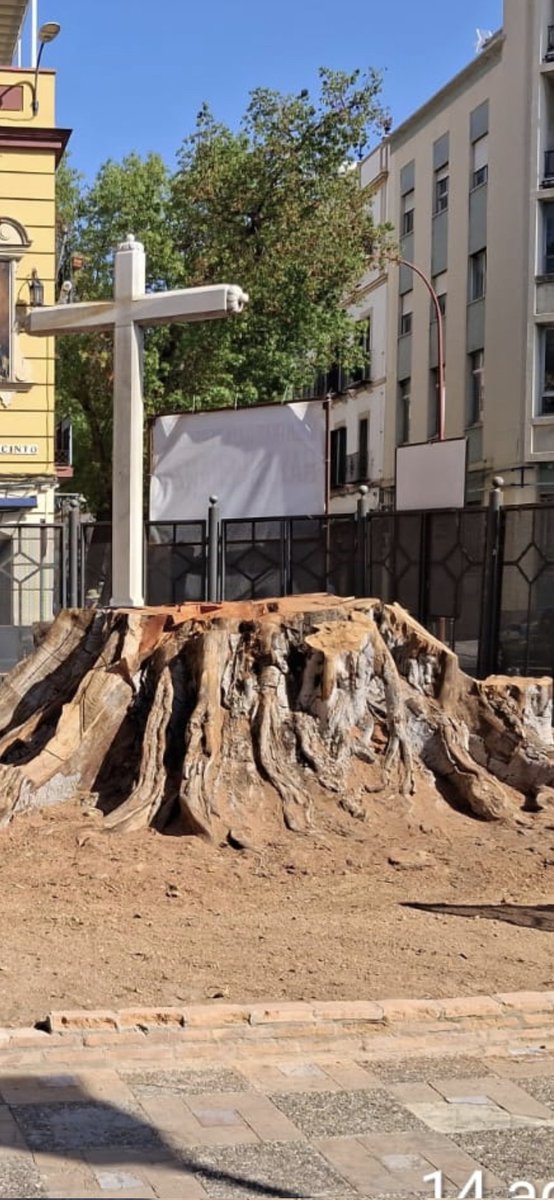 <a href="/acolitonazaret/">adriCruz86</a> Después d ese criminal intento d tala resurgió. Vea su aspecto en agosto de 2023 a poco d hacerse cargo d él Sanz y Rincón. Y vea + d 1 año después d no prestarle ningún tipo d cuidados y d... Hasta q completaron su plan: aniquilación y millón d premio al fraile arboricida.