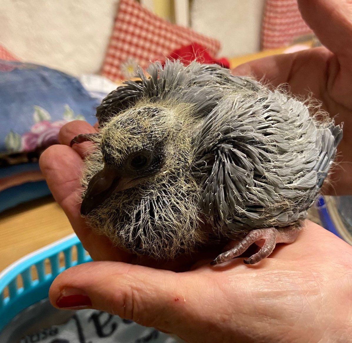 Wie putzig kann man eigentlich sein?