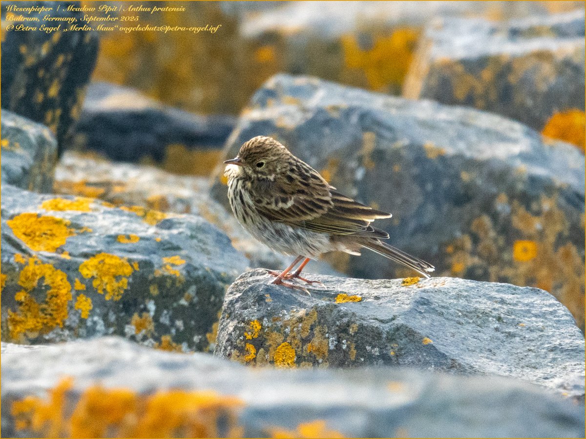 Merlinmaus's tweet image. My #BirdOfTheDay is the Meadow Pipit. The weather is still a challenge ⛈️🌬️, but at least I got my first decent pictures of them. #Baltrum 
🇩🇪Wiesenpieper #birdphotography #photography #bird #BirdLovers #TwitterNatureCommunity #NaturePhotography #birdwatching