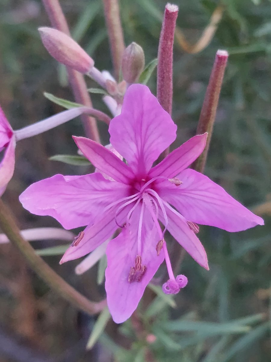 Maria Lea tweet media