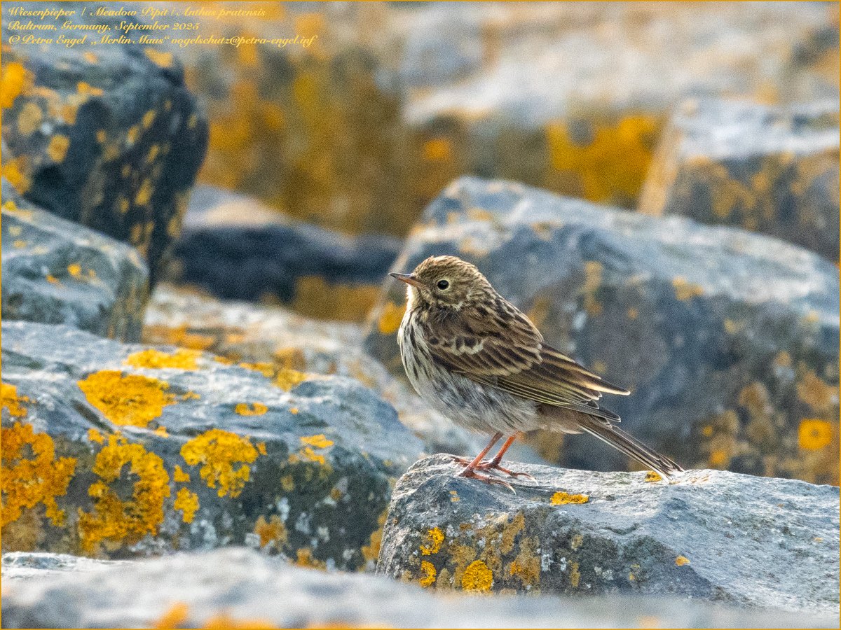 Merlinmaus's tweet image. My #BirdOfTheDay is the Meadow Pipit. The weather is still a challenge ⛈️🌬️, but at least I got my first decent pictures of them. #Baltrum 
🇩🇪Wiesenpieper #birdphotography #photography #bird #BirdLovers #TwitterNatureCommunity #NaturePhotography #birdwatching