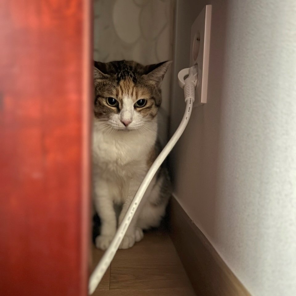 임보처로 이동한 사랑이입니다! 첫날부터 야무지게 츄르 얻어먹었다고 해용ㅋㅋ