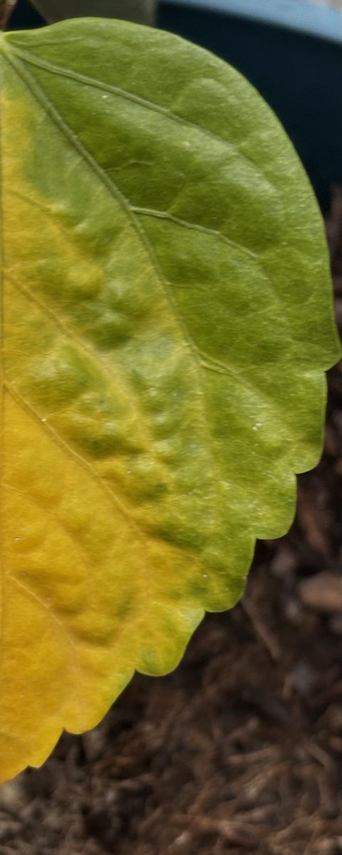 “I can smell autumn dancing in the breeze.”