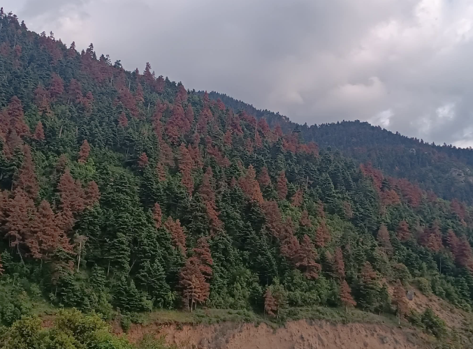 Καλάβρυτα: Έργο για προστασία από τις πυρκαγιές - Τι προβλέπει -  dete.gr/kalavryta-stin…
