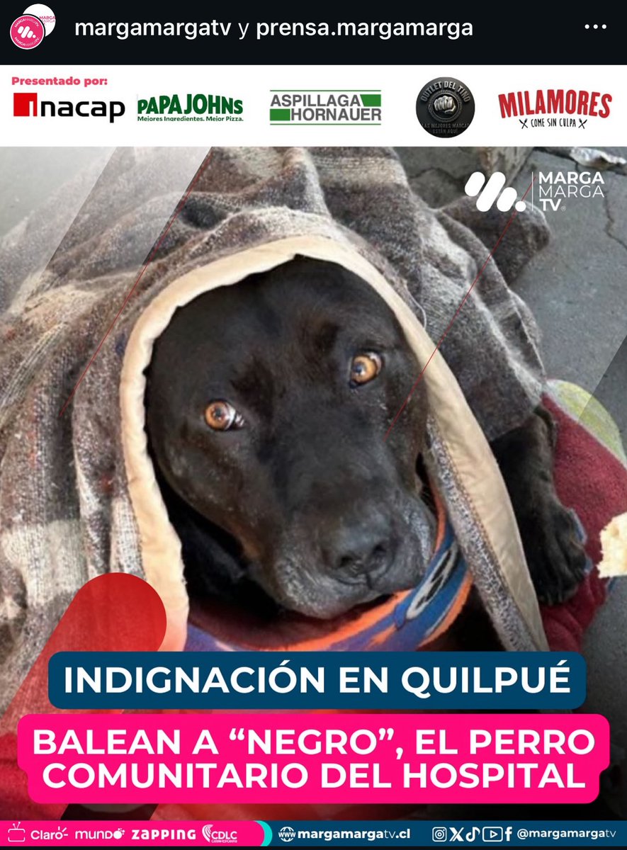 Un hueón de la PDI mató de un disparo en la cabeza a un perrito comunitario del Hospital de Quilpué 😤😤😤😤 miserable de mierda pongan luego la cara del hijo de puta para que se haga famoso