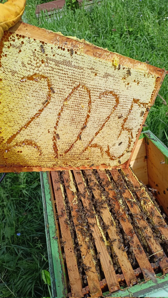 Live Beekeeping tweet media