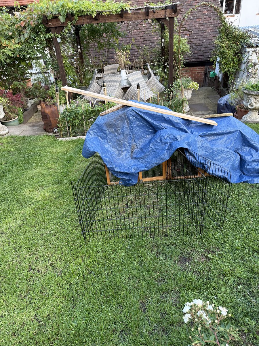 Guinea pigs up grade / lost my shed 🙃