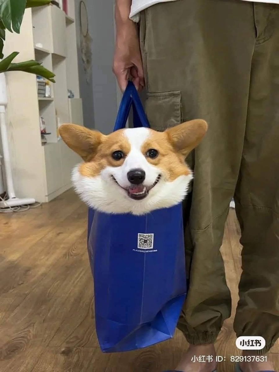 corgipops24's tweet photo. https://t.co/WzGdDKADw0