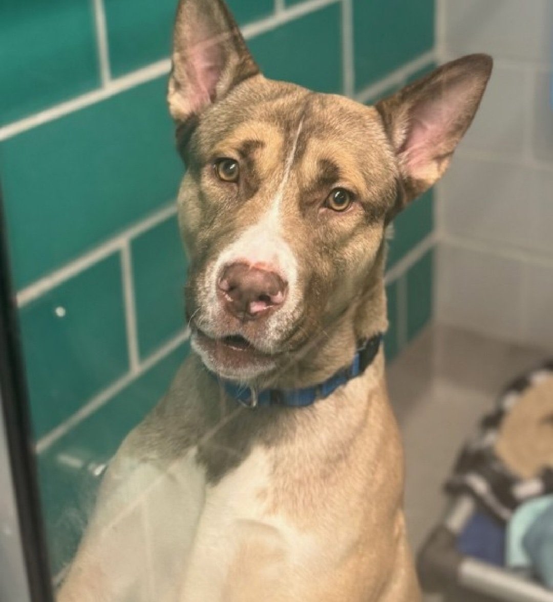 Gumball • Kill 💉Command • NYCACC