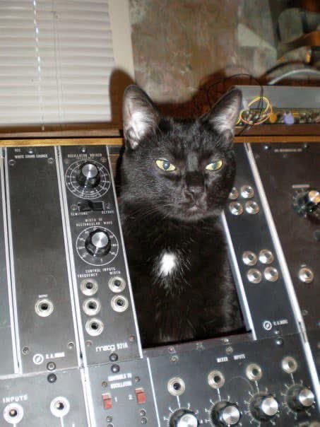 Oscar, inside a Moog Modular