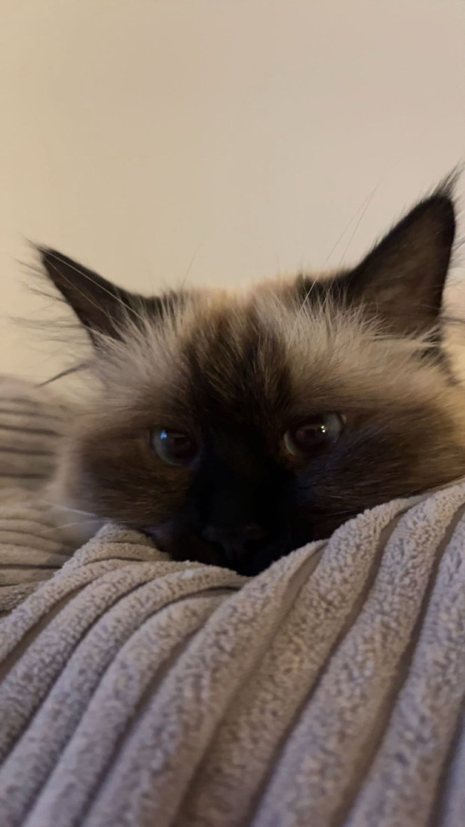 je meurs d’amour pour elle