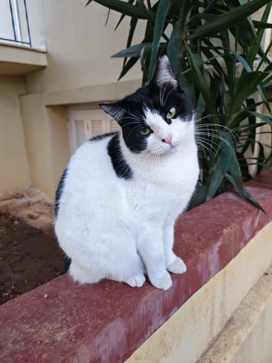 Καλό πέρασμα στο φώς Μπουμπού μας 💜 Δεν πρόλαβα καν να ανακοινώσω την υιοθεσία σου να χαρούν όλοι όσοι σε αγάπησαν από αυτό το μέσο. Δεν πρόλαβες καν να χαρείς την ασφάλεια  που σου έδωσαν οι άνθρωποι σου 💜 Τουλάχιστον έφυγες μέσα στην αγκαλιά τους.