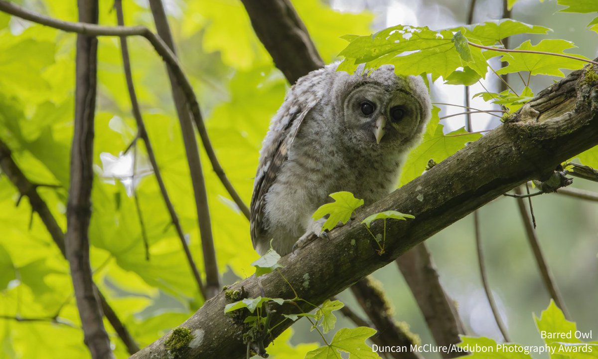 audubonsociety's tweet photo. Although maple sugaring season is typically late winter, maple forest management is a year round task. Read from Audubon Vermont’s summer Bird-Friendly Maple Intern about their experience working in verdant #BirdFriendly forests: https://t.co/XbinMCmKS9 https://t.co/i877Bd59t6