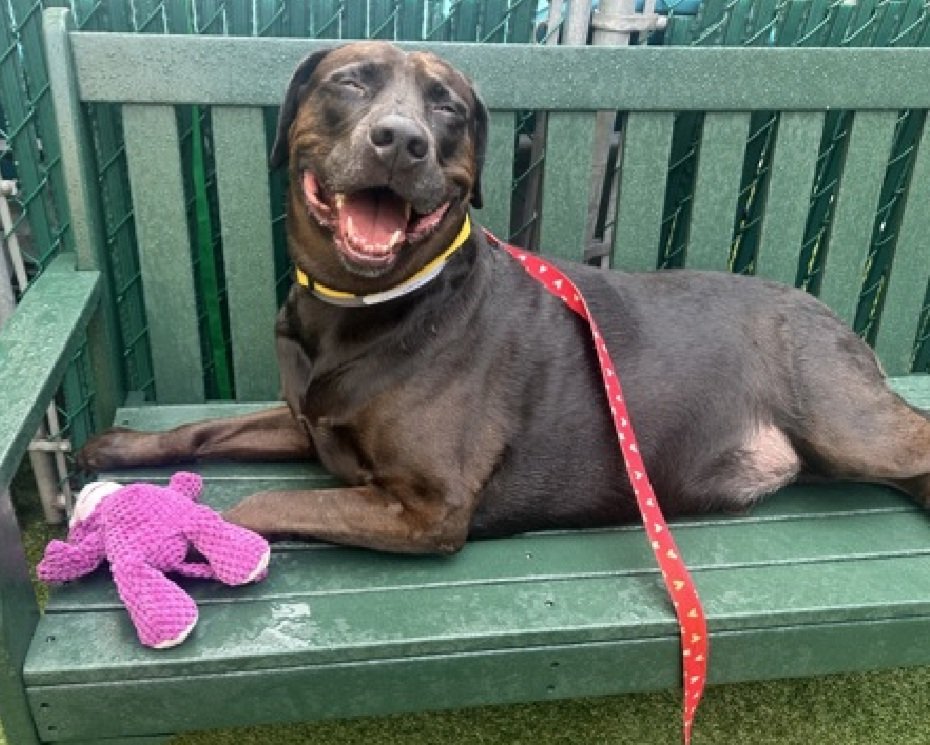 MyBoxerLuvMac1's tweet photo. 💔Griffin💔
#NYCACC #68742 9y
▪️KILL COMMAND ❗️
Precious sweetie's💔, abandoned by owner who adopted him from NYC 6/7
yrs ago!
Dumped after attacked by group dogs, 4 being reactive 2 them!
Darling, playful boy adores ppl, car rides, walks!
Just LOOK @ this SR 😇!
Needs loving, N.East #Foster, 4 security, 2 decompress.
DM @CathyPolicky
Pls #Pledge4Rescue
💞G
https://t.co/0kxyybNfPL