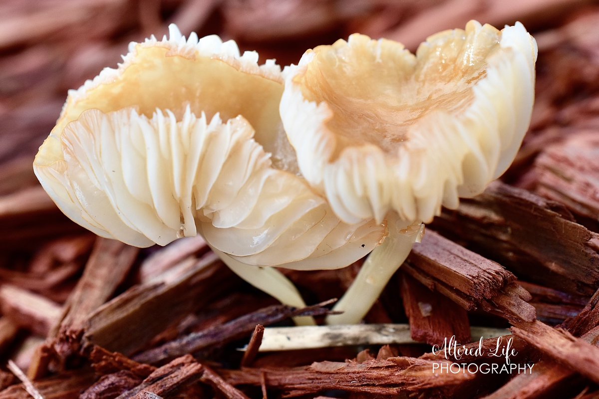 alteredlifephto's tweet photo. Mushroom love https://t.co/QIaAwhT2Oq