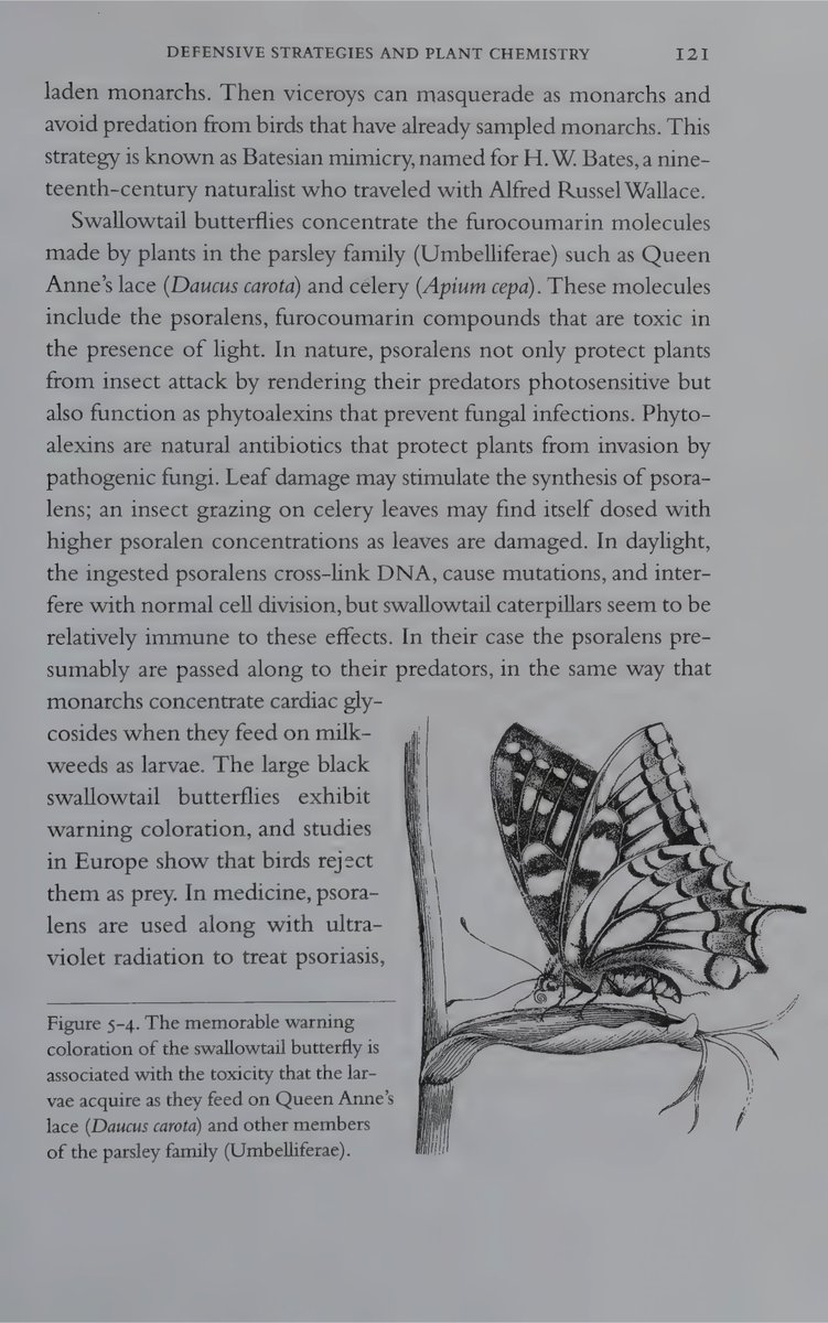 Reading 'The Natural History of Medicinal Plants' by Professor Judith Sumner. I'll never forget her generosity in allowing me to use her personal dissecting microscope just over a decade ago.