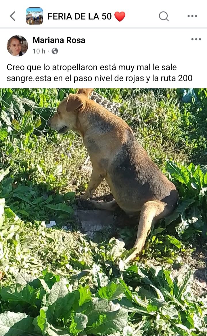 Perros de Merlo (@perrosdemerlo) on Twitter photo 