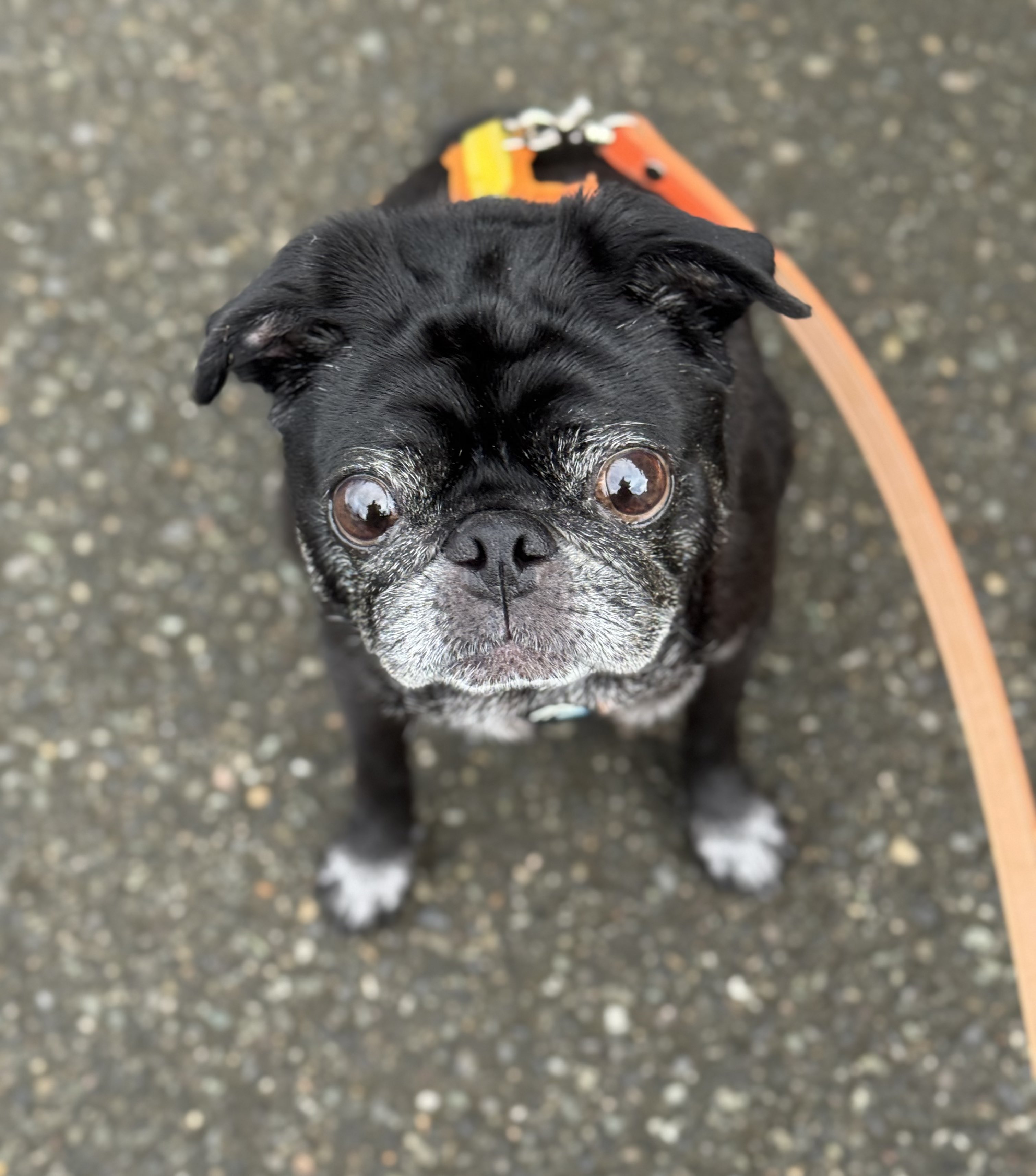 パグ走りおパグさん:ブラックver.(RUN PUG RUN) お散歩楽しそうではあるけど、暑そうでもある