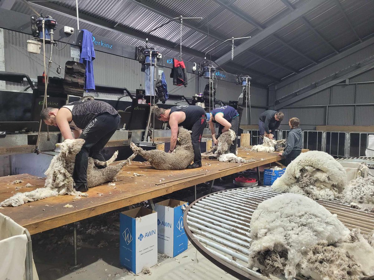 Join the future. Shearing doesn't have to be a drag!  Perkinz ShearMaster