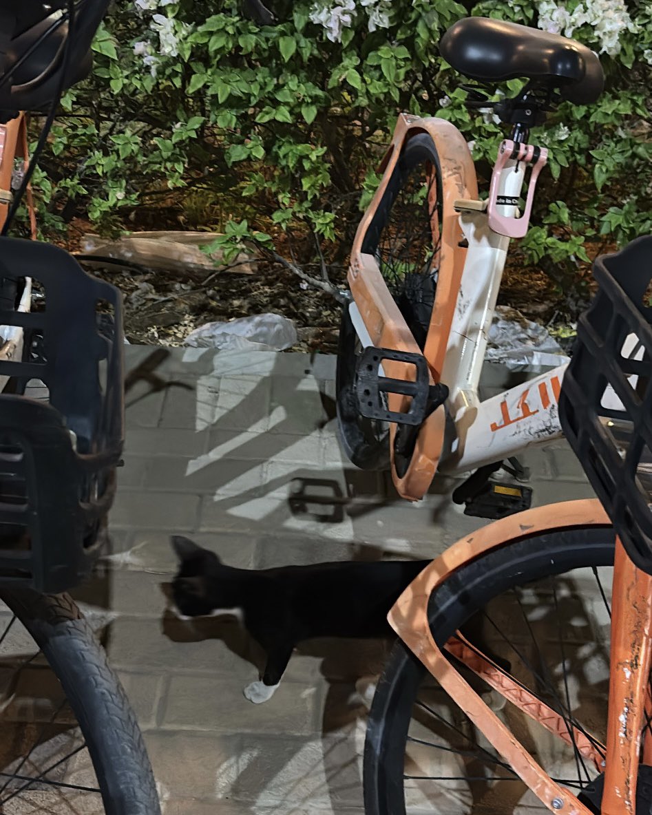 spending my last night with riyadh cats 
not ready to say bye );