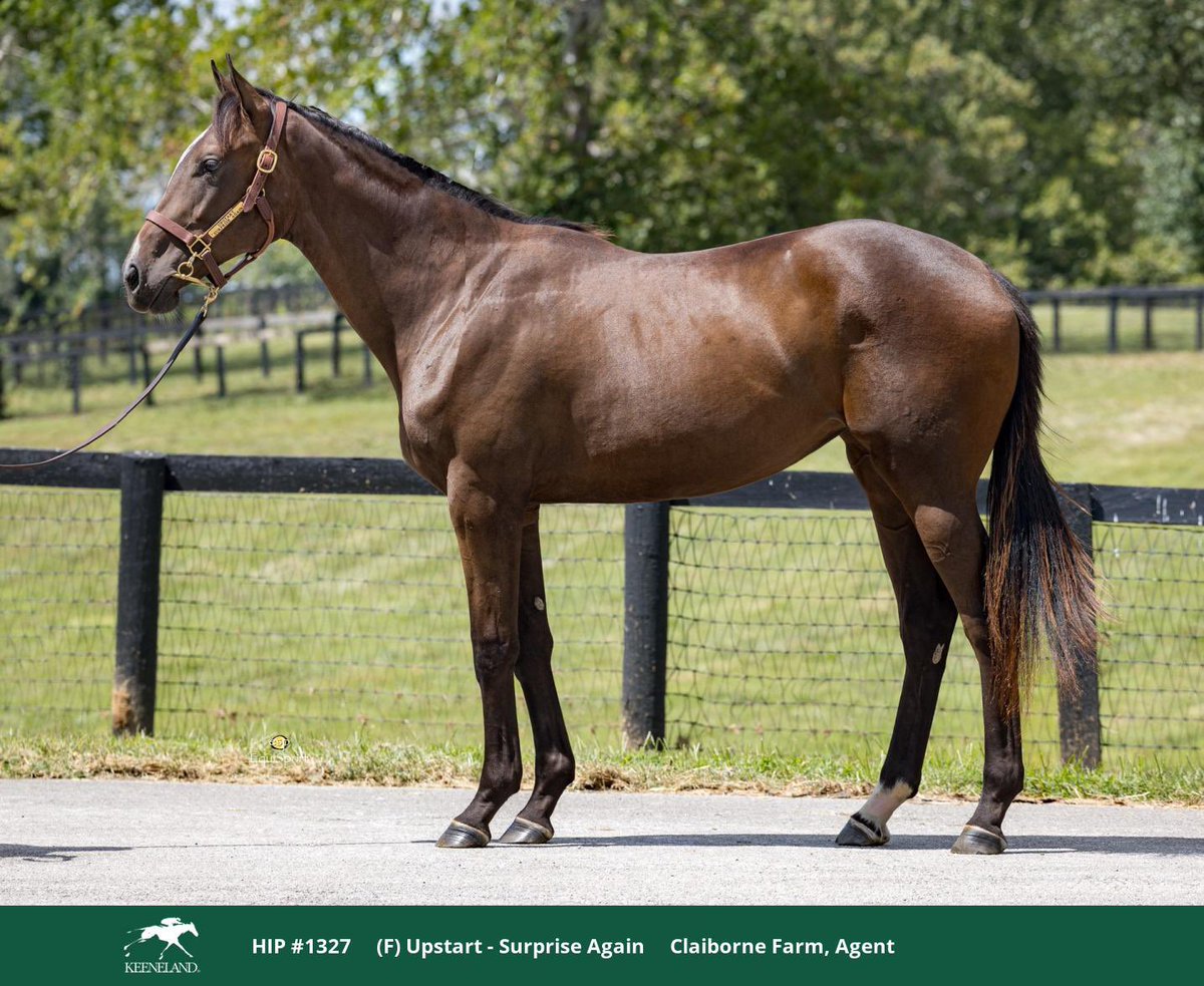Great start to book 3 <a href="/keenelandsales/">Keeneland Sales</a> with 3 nice purchases! A colt by Silver State (1/2 to California Chrome) and two lovely fillies by Jack Christopher &amp; Upstart.
