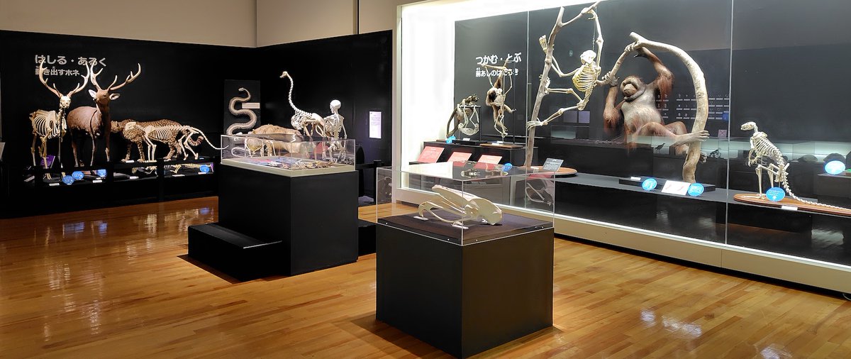 KMNH_kitakyushu's tweet photo. いのちのたび博物館2025年夏の特別展 #Bones2 もあと6日となりました。「はしる・あるく」「つかむ」の展示の様子です。様々な脊椎動物の骨格の比較、ぜひBones2でご覧ください。R7/9/23まで。https://t.co/GeJzXhmzQE #いのちのたび博物館 https://t.co/6YEjGEc3ms