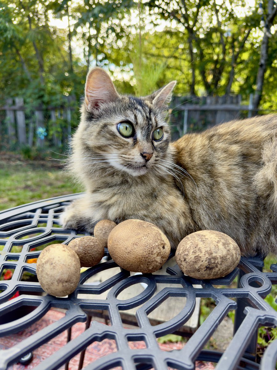 xxTRⱯGIC (ryan) tweet media