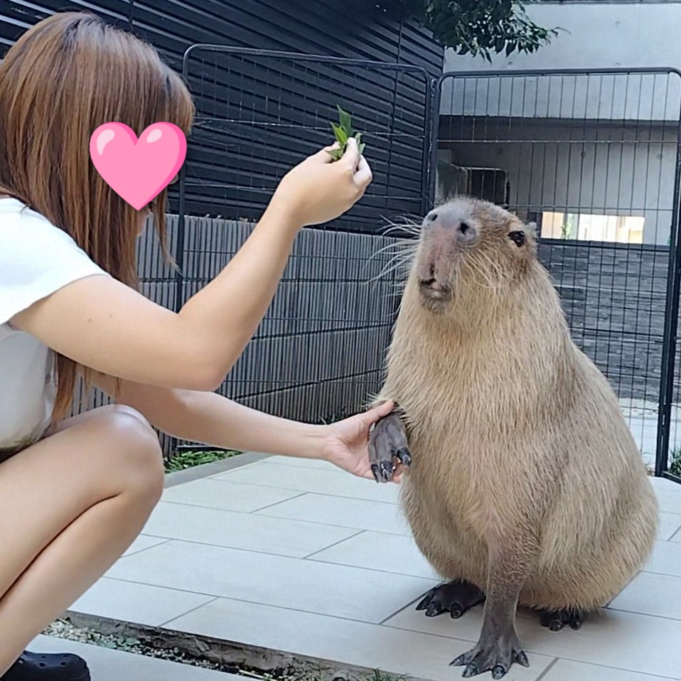 カピバラページ 織愛 on X