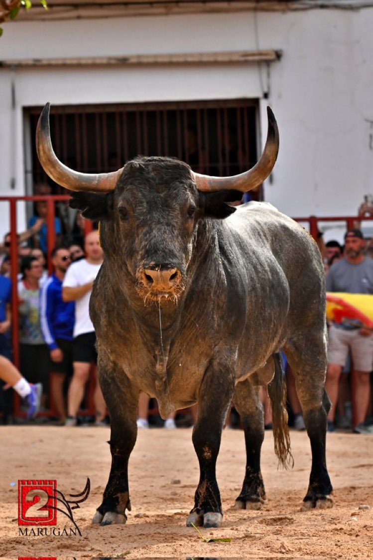 La gente no es consciente de lo que es ponerse delante de esto con un trapo. Los toreros son los últimos guerreros. Toros y toreros, cuando mueren, van al Valhalla.
